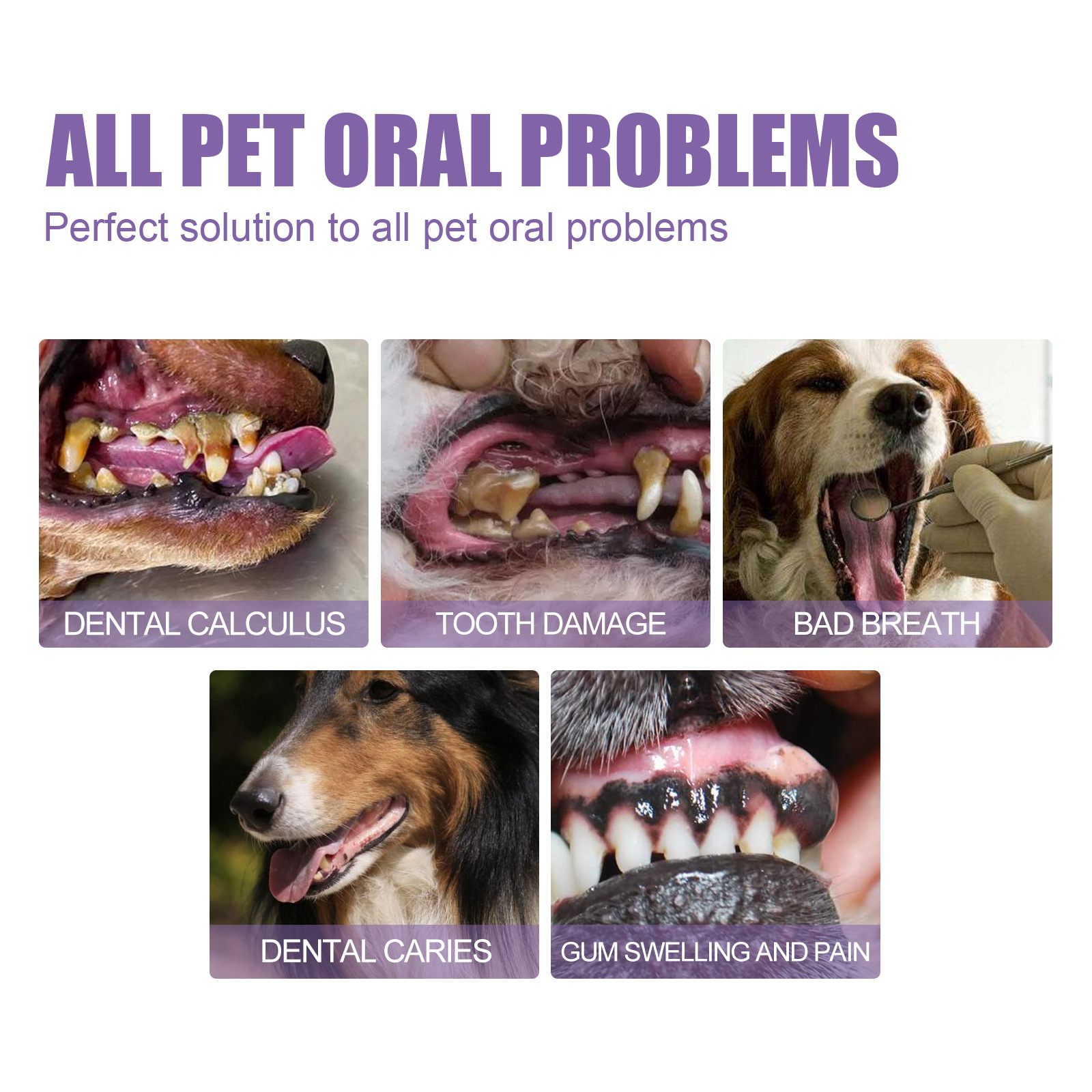 Pet Oral Repair Gel Puppy Tart - Teeth Whitening App 리뷰 및 가격