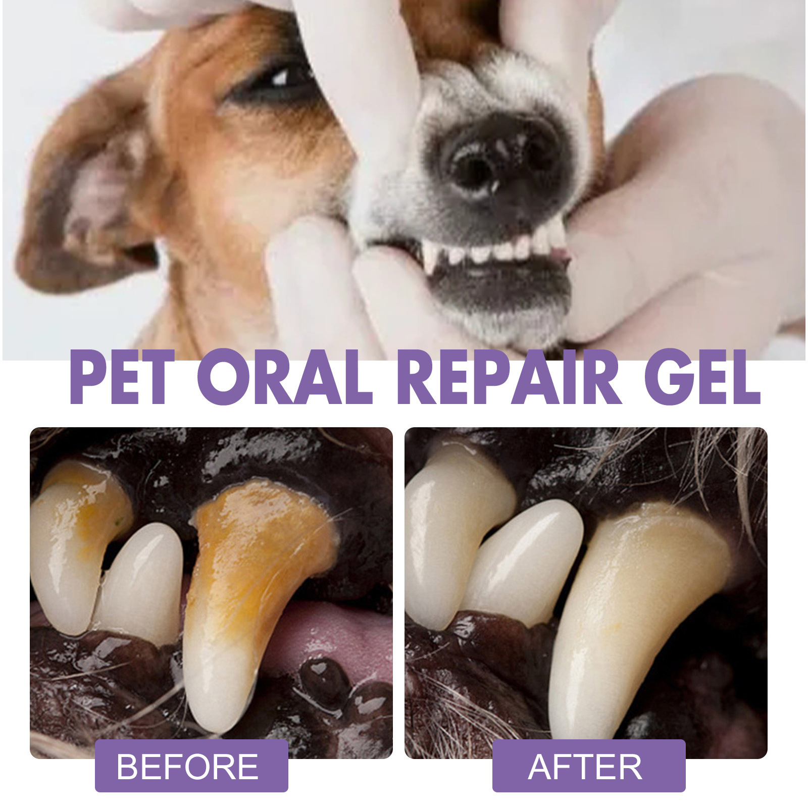 Pet Oral Repair Gel Puppy Tart - Teeth Whitening App 리뷰 및 가격