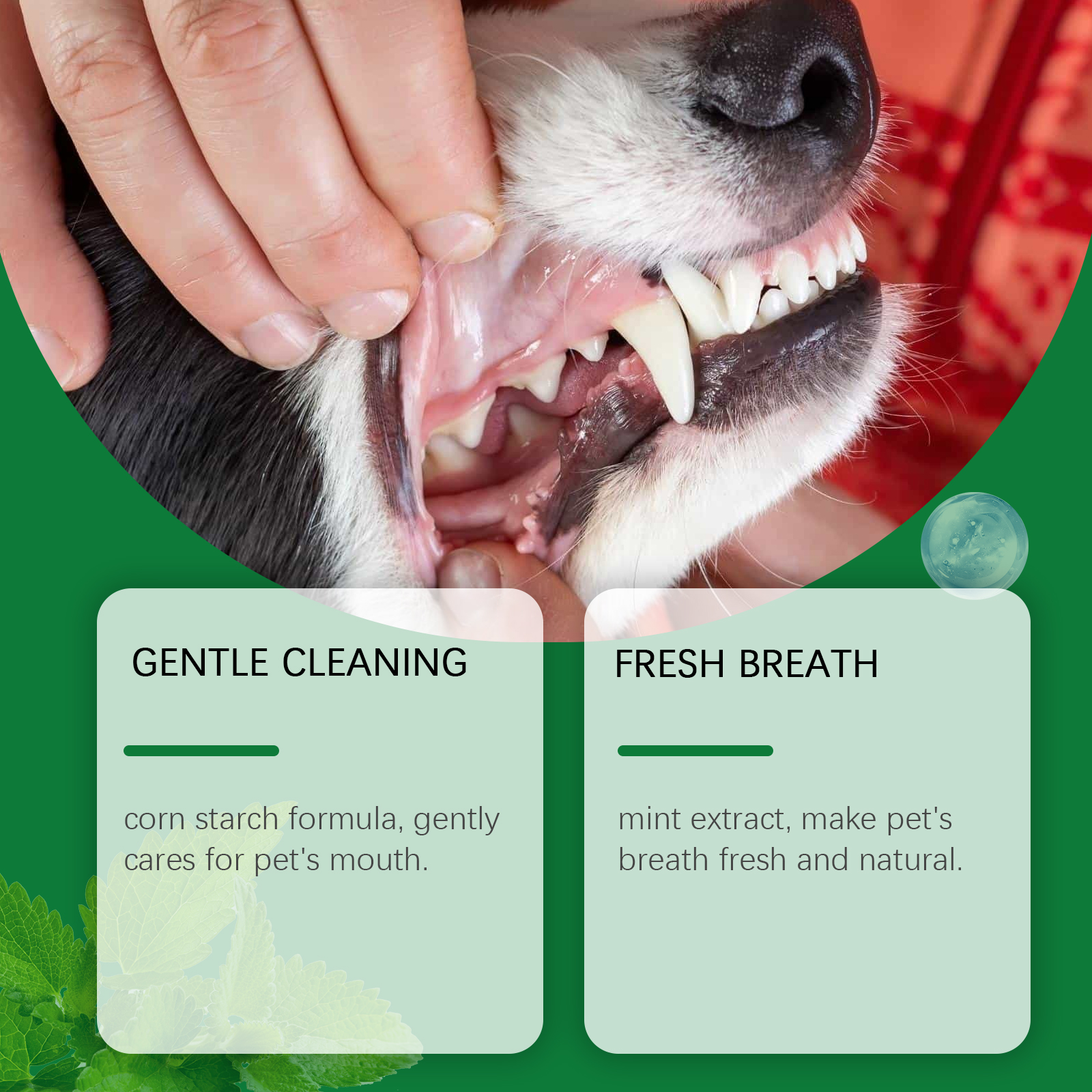 Pet Teeth Cleaning Powder Redu - Teeth Whitening App 리뷰 및 가격